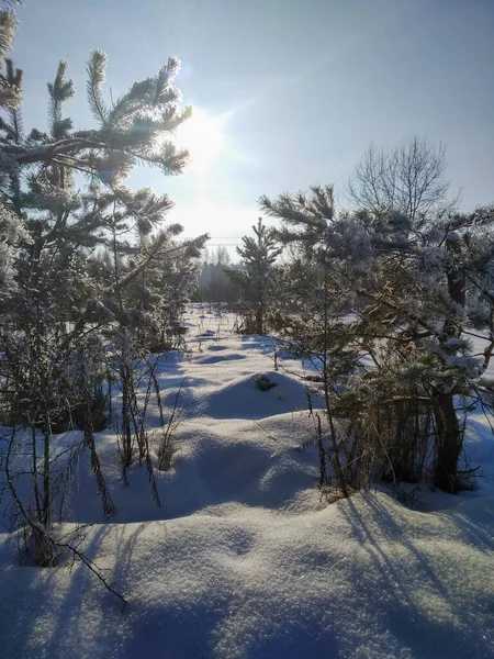 Trees, ground, snow. Sunny day. Winter landscape. New Year's time. There is a lot of snow outside. Forest zone. Soft, white, fluffy snow. Background for the screen.