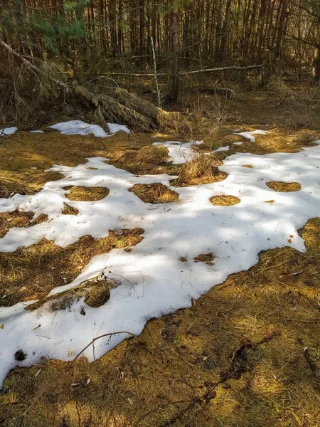 Peu Neige Dans Forêt Neige Presque Fondu Paysage Forestier Début — Photo