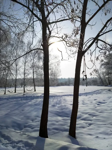 Árboles Tierra Nieve Día Soleado Paisaje Invernal Tiempo Año Nuevo — Foto de Stock