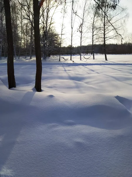 Bomen Grond Sneeuw Zonnige Dag Winterlandschap Nieuwjaar Tijd Ligt Veel — Stockfoto