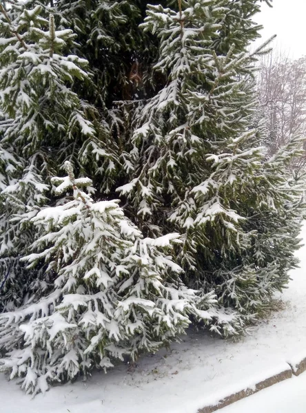 Trees in the snow. Pine and spruce branches in the snow. Sunny day. Winter landscape. New Year\'s time. There is a lot of snow outside. Forest zone. Soft, white, fluffy snow. Background for the screen.