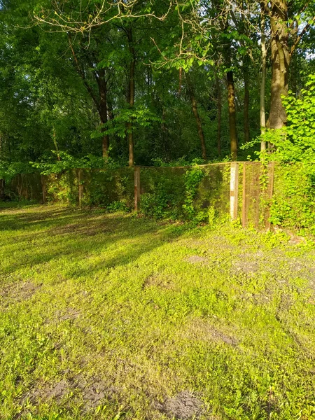 Park Oder Wald Frühling Oder Sommer Grüne Blätter Und Gras — Stockfoto