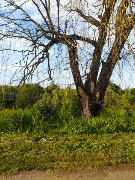 Sonnig Warmer Tag Ein Baum Ohne Laub Alter Großer Baum — Stockfoto