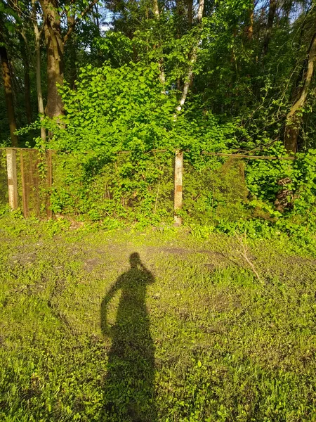 Park Oder Wald Frühling Oder Sommer Grüne Blätter Und Gras — Stockfoto