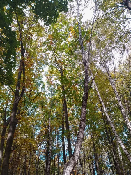 Hohe Bäume Der Herbst Geht Untere Ansicht Der Bäume Gelb — Stockfoto