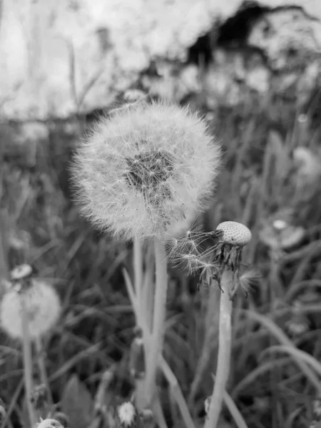 Dandelion Background Green Grass Dandelion Can Blown Away Blow Flower — Stock Photo, Image