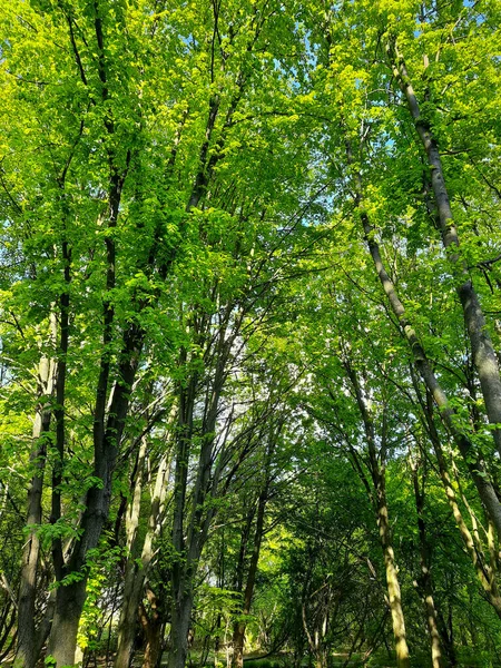Zelená Koruna Stromů Spodní Pohled Mladé Jarní Listy Jarní Krajina — Stock fotografie