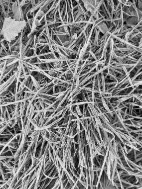 Kış başlangıcı. Yeşil çimlerin üzerindeki ilk don, yerde. Sonbahar yaprakları. Sonbahar geldi. Ekran için arka plan. Siyah ve beyaz..