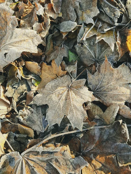 初冬だ 葉の最初の霜は地面にあります 秋の紅葉 秋の時間だ 画面の背景 マクロ — ストック写真