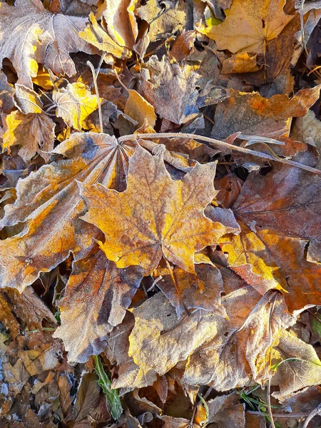 Early winter. The first frost on the leaves, on the ground. Autumn fallen leaves. Autumn time. Background for the screen. Macro.