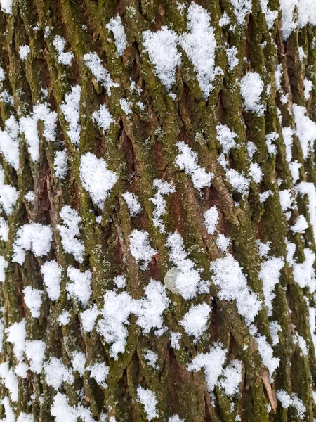Winter park. Background for screens. The bark of a tree in the snow. Fabulous, winter season. Merry Christmas and Happy New Year.