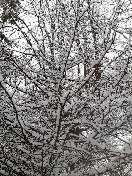 Winterpark Bomen Sneeuw Alles Ligt Sneeuw Fantastisch Winterseizoen Vrolijk Kerstfeest — Stockfoto