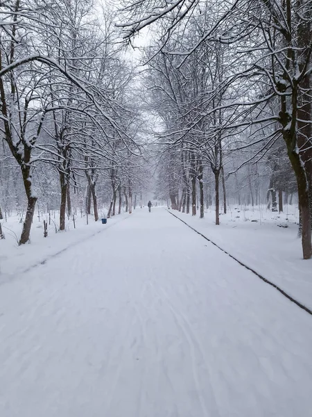 Winterpark Bomen Sneeuw Een Wandelpad Winterlandschap Alles Ligt Sneeuw Fantastisch — Stockfoto