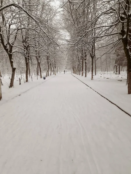 Winterpark Bomen Sneeuw Een Wandelpad Winterlandschap Alles Ligt Sneeuw Fantastisch — Stockfoto