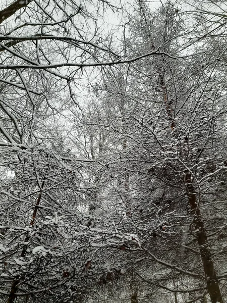 Winterpark Bomen Sneeuw Alles Ligt Sneeuw Fantastisch Winterseizoen Vrolijk Kerstfeest — Stockfoto