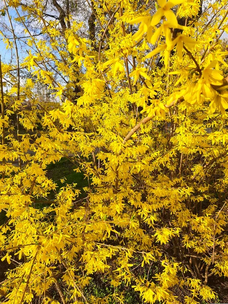 Tree Yellow Flowers Spring Flowering Park Nature Panorama Background Screen — Stock Photo, Image