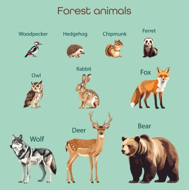 Ayı, geyik, kurt, tilki, baykuş, tavşan ve kirpi de dahil olmak üzere vahşi orman hayvanlarından oluşan büyük bir koleksiyon. Doğa tasarımı, eğitim, hayvanat bahçesi ve vahşi yaşam kitapları için düz vektör illüstrasyonu.