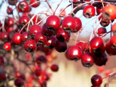 hawthorn detail photo