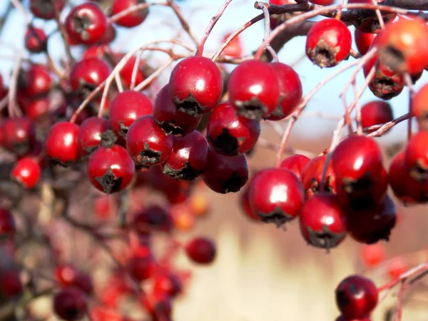 hawthorn detail photo