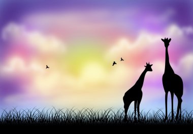Giraffe in evening