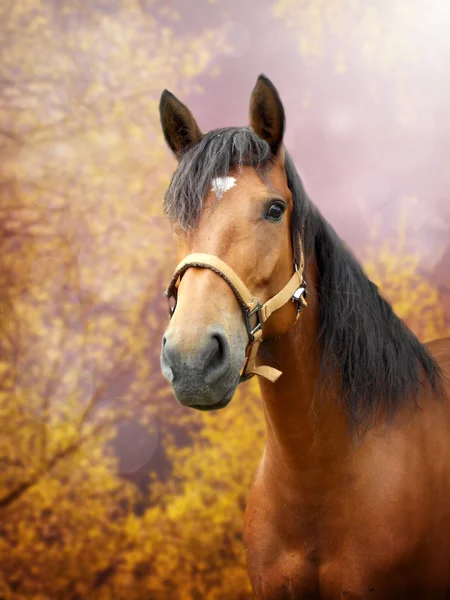 Brown horse in autumn landscape — 图库照片