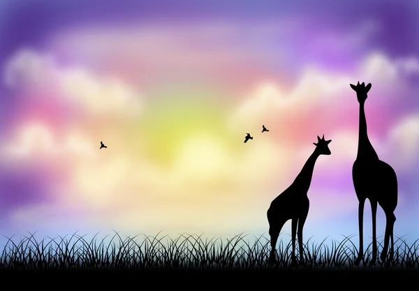 Giraffe in evening — Stock fotografie