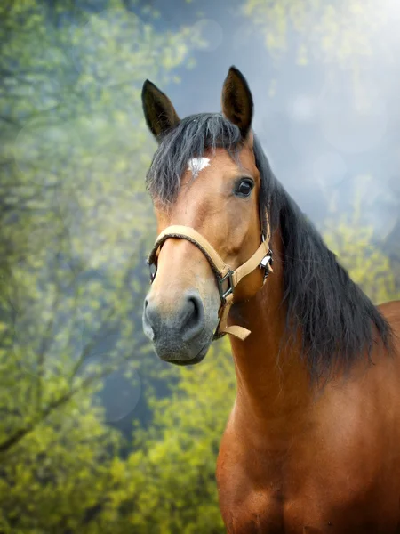 Cavallo bruno nel paesaggio primaverile — Foto Stock