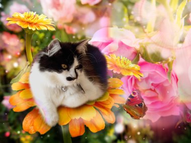 Fantasy cat on flower with butterfly