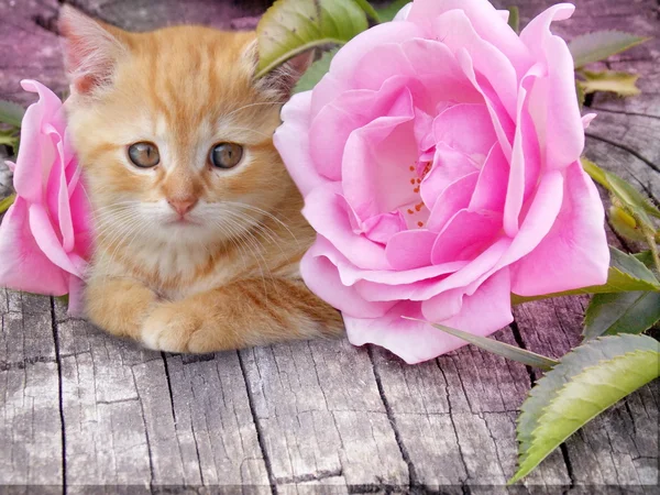 Cute kitten with pink roses — Stock Photo, Image