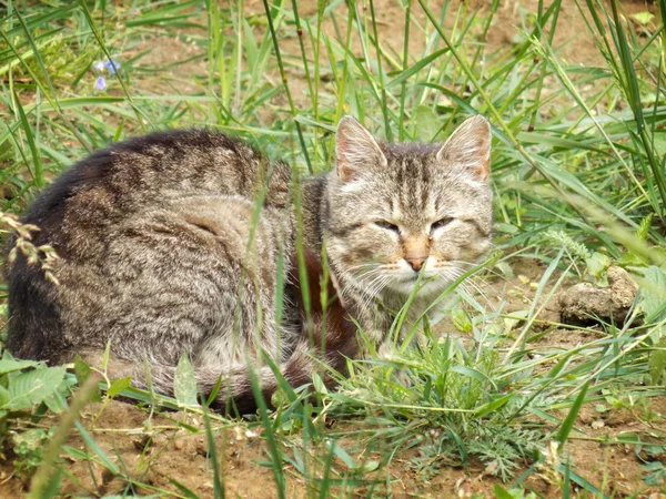 在草丛中的猫 — 图库照片