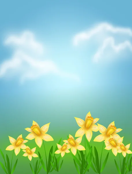 Background with daffodil — Stockfoto