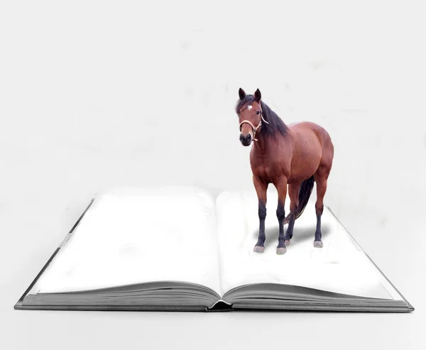Libro abierto con caballo —  Fotos de Stock