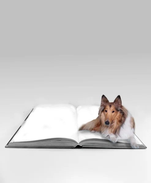 Open boek met hond — Stockfoto