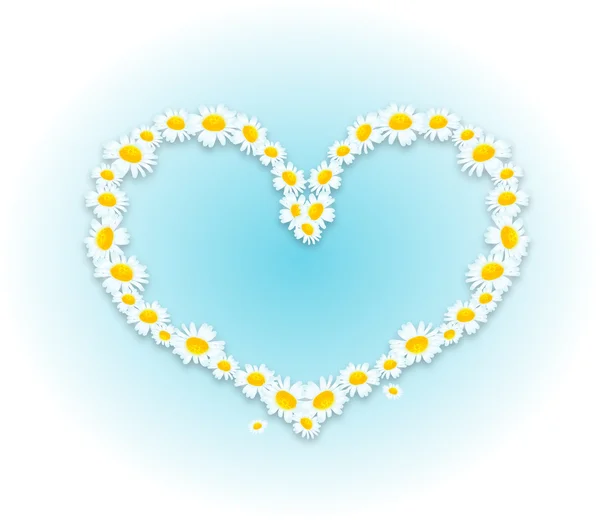Daisy heart on light blue — Stock Photo, Image