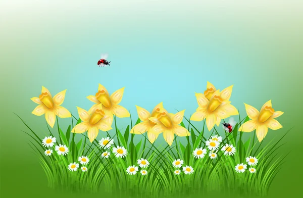 Primavera narciso sfondo — Foto Stock