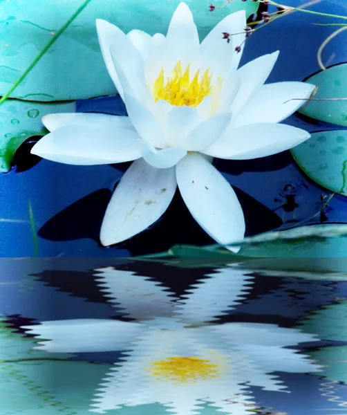 Waterlily photo with reflection — Stock Photo, Image