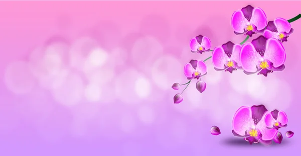 Fundo rosa claro com orquídea roxa — Fotografia de Stock