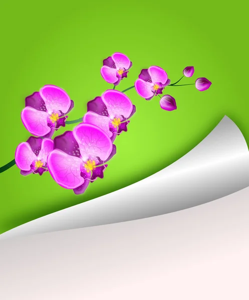 Paper sheet background with orchid — Stock Photo, Image