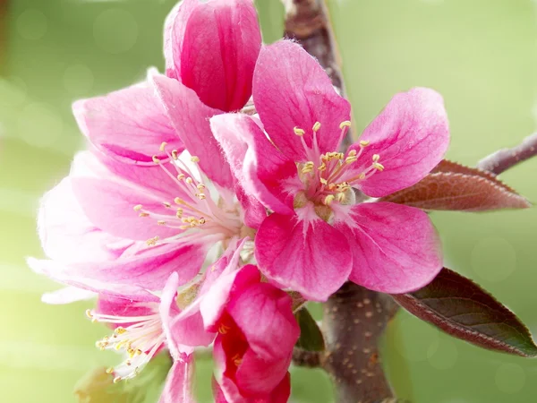 Photo of spring blossom — Stock Photo, Image