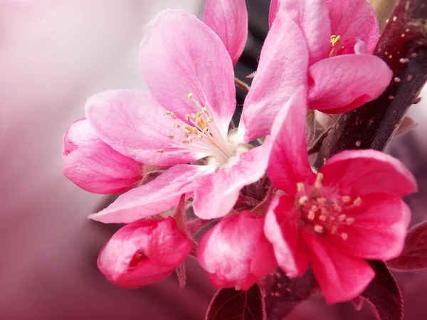Photo of pink spring blossom — Stock Photo, Image