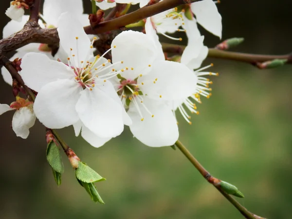 White spring blossoms — Stock Photo, Image