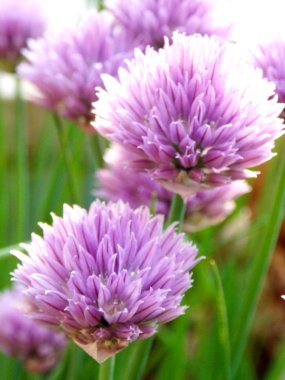 Bıçak detay fotoğraf