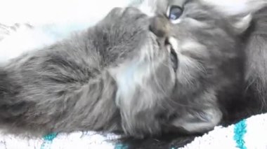 şirin tabby yavru kedi