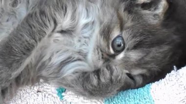 şirin tabby yavru kedi