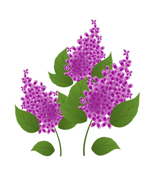 Purple lilac illustration — Stock Photo, Image