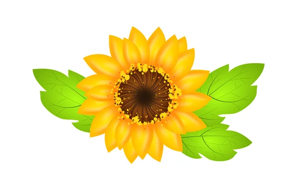 Sunflower illustration isolated — Stock Photo, Image