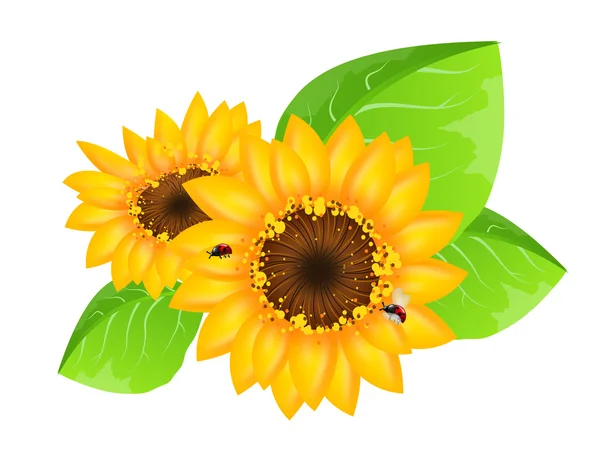 Sunflowers decoration with ladybugs — Stock Photo, Image