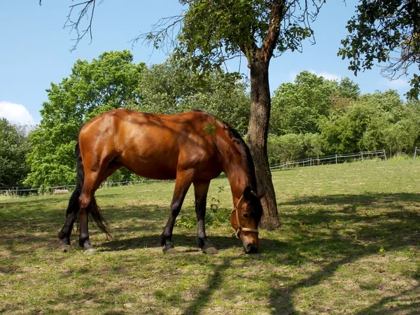 Kůň, zatravnění pod stromem — Stock fotografie