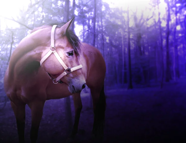 Paard in donker bos — Stockfoto