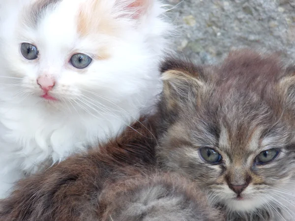 Dvě krásná koťátka — Stock fotografie